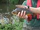 Nice Perch from river.JPG
