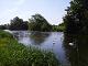 Over 30 swans on river June 2008.JPG