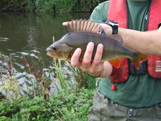 nice_perch_from_river.jpg